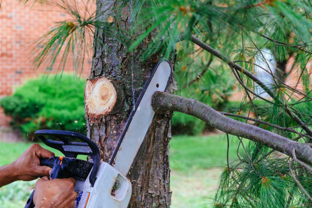 Best Residential Tree Removal  in Ridgeland, SC